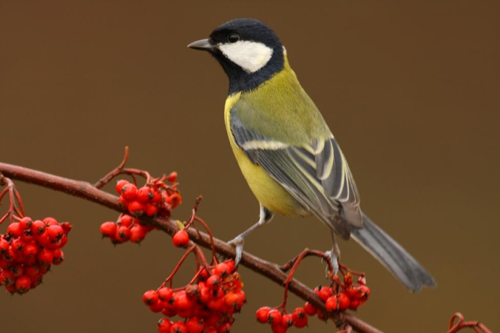 Imagen 59 de la galería de Carbonero común - Great tit (Parus major)